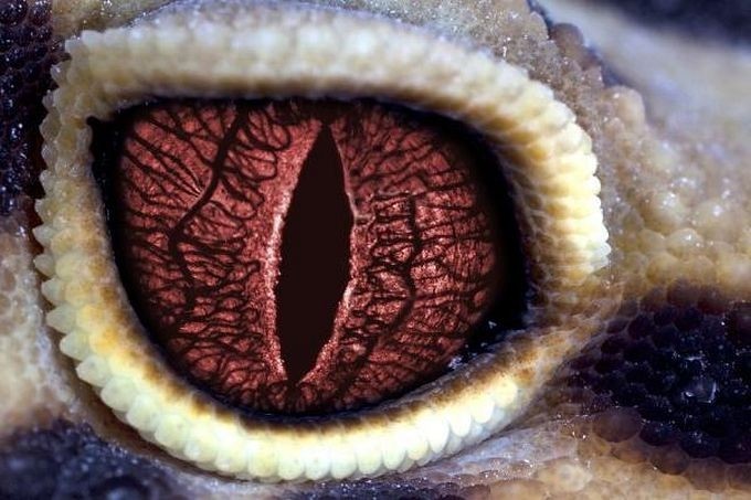 Eyes of reptiles and amphibians. - The photo, Eyes, Reptiles, Zanamiclub, Longpost