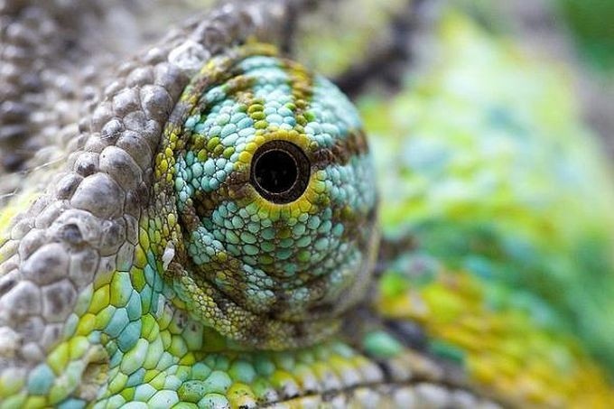 Eyes of reptiles and amphibians. - The photo, Eyes, Reptiles, Zanamiclub, Longpost