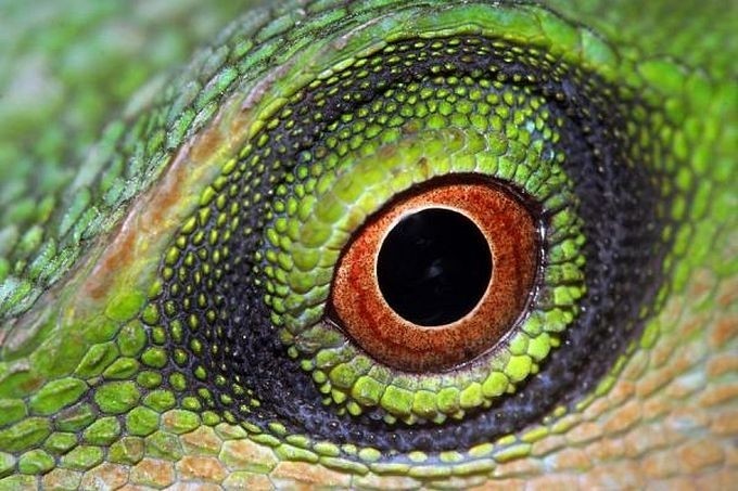 Eyes of reptiles and amphibians. - The photo, Eyes, Reptiles, Zanamiclub, Longpost