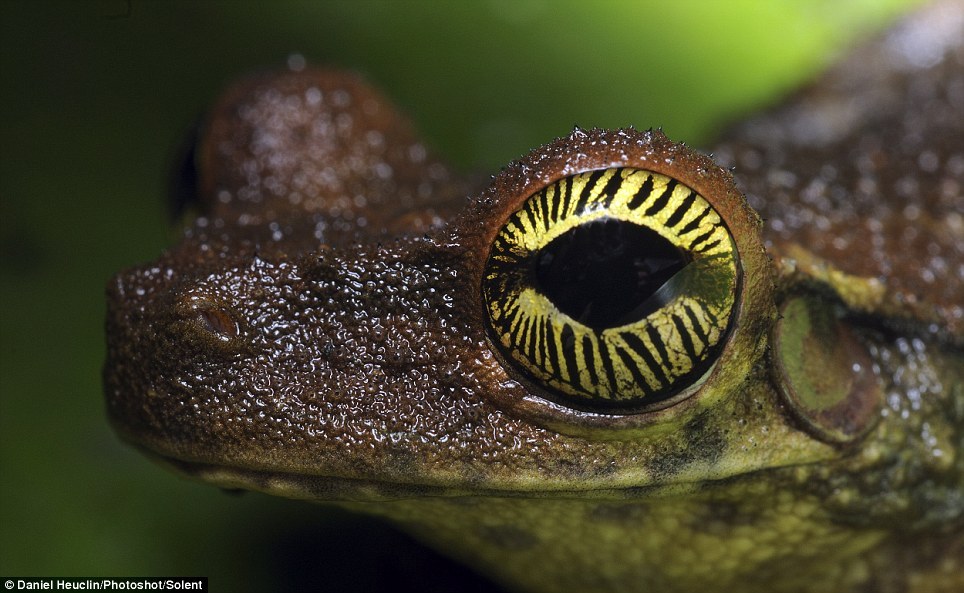 Eyes of reptiles and amphibians. - The photo, Eyes, Reptiles, Zanamiclub, Longpost