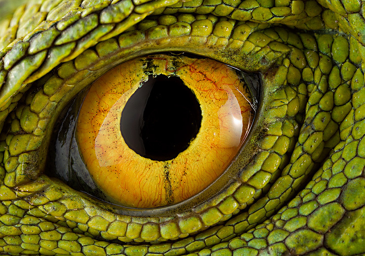 Eyes of reptiles and amphibians. - The photo, Eyes, Reptiles, Zanamiclub, Longpost