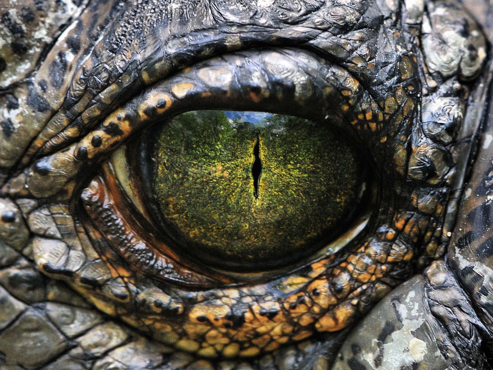 Eyes of reptiles and amphibians. - The photo, Eyes, Reptiles, Zanamiclub, Longpost