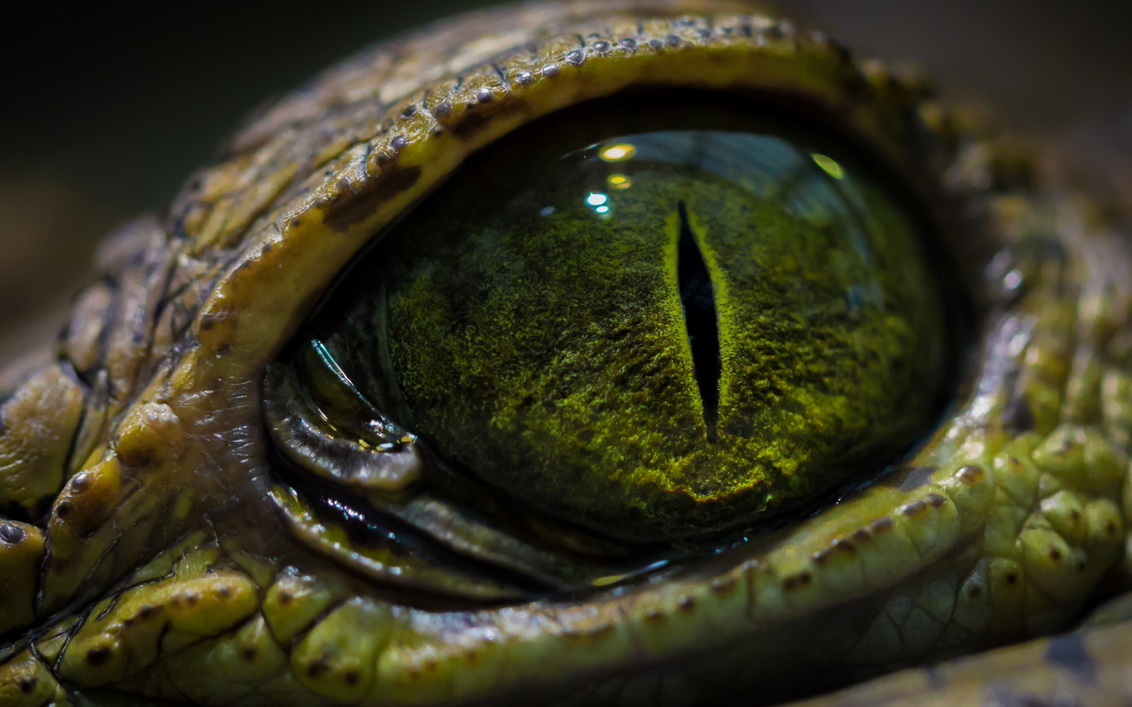 Eyes of reptiles and amphibians. - The photo, Eyes, Reptiles, Zanamiclub, Longpost