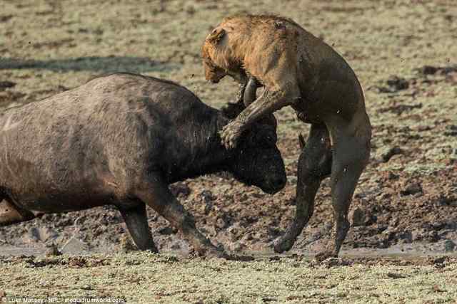 Fight for life in the wild. - wildlife, Fight for survival, a lion, Buffalo, Longpost