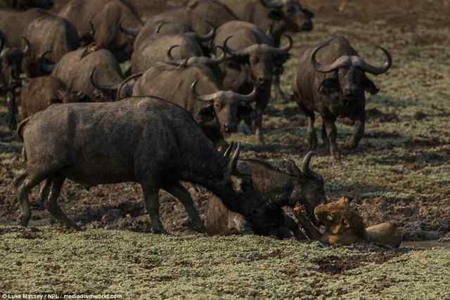 Fight for life in the wild. - wildlife, Fight for survival, a lion, Buffalo, Longpost