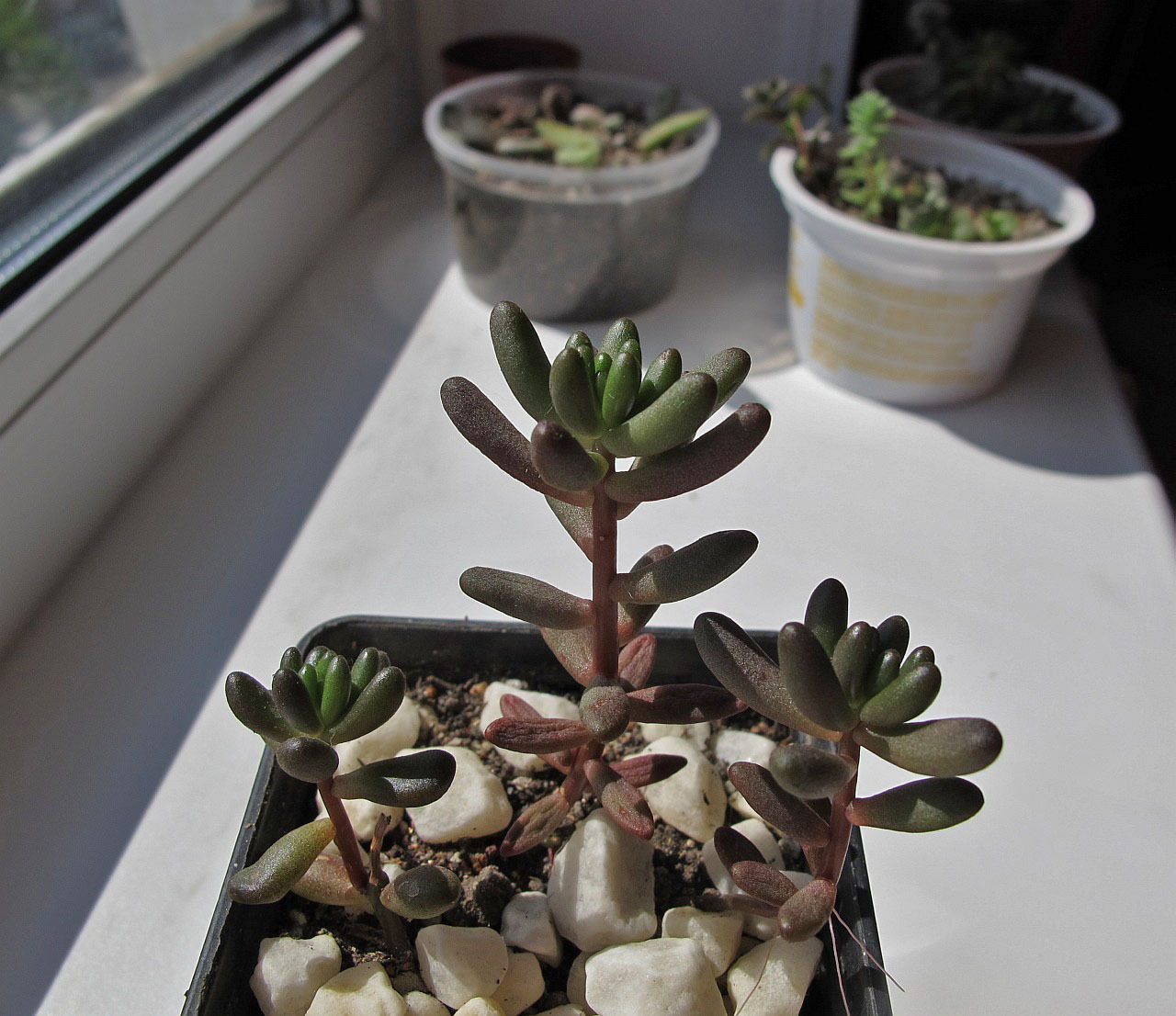 Love for life-2 - My, Succulents, Amazing, Houseplants, Lithops, Crassula, Longpost