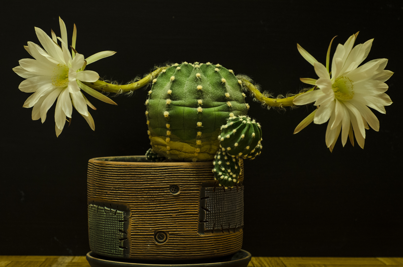 cactus life story - My, Cactus, Blooming cacti, Longpost