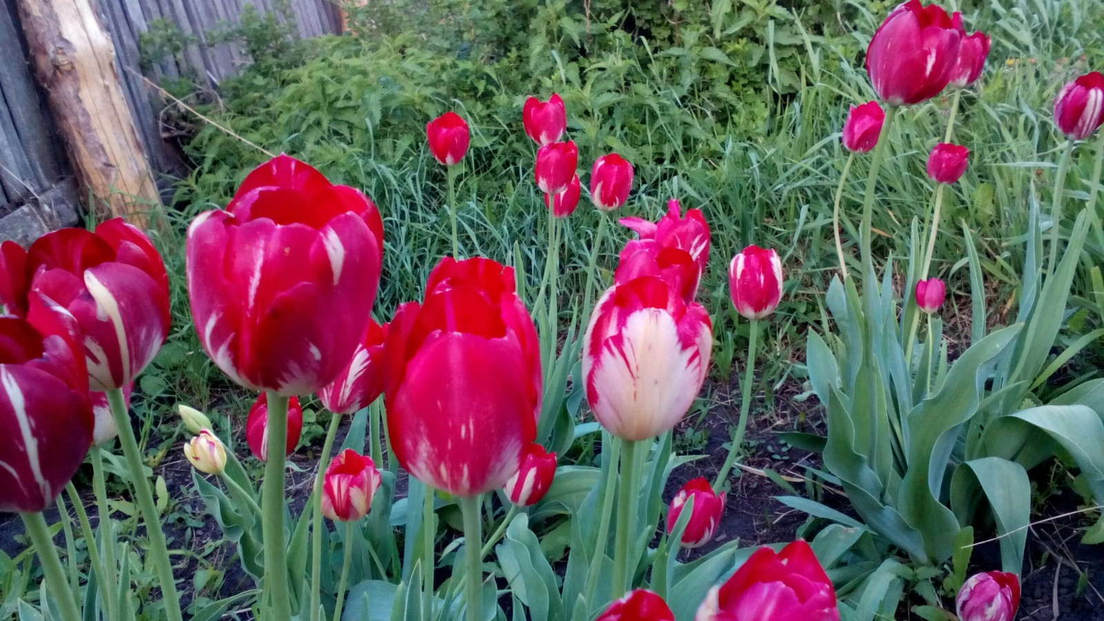 Tulips - My, Flowers, Tulips, Omsk region