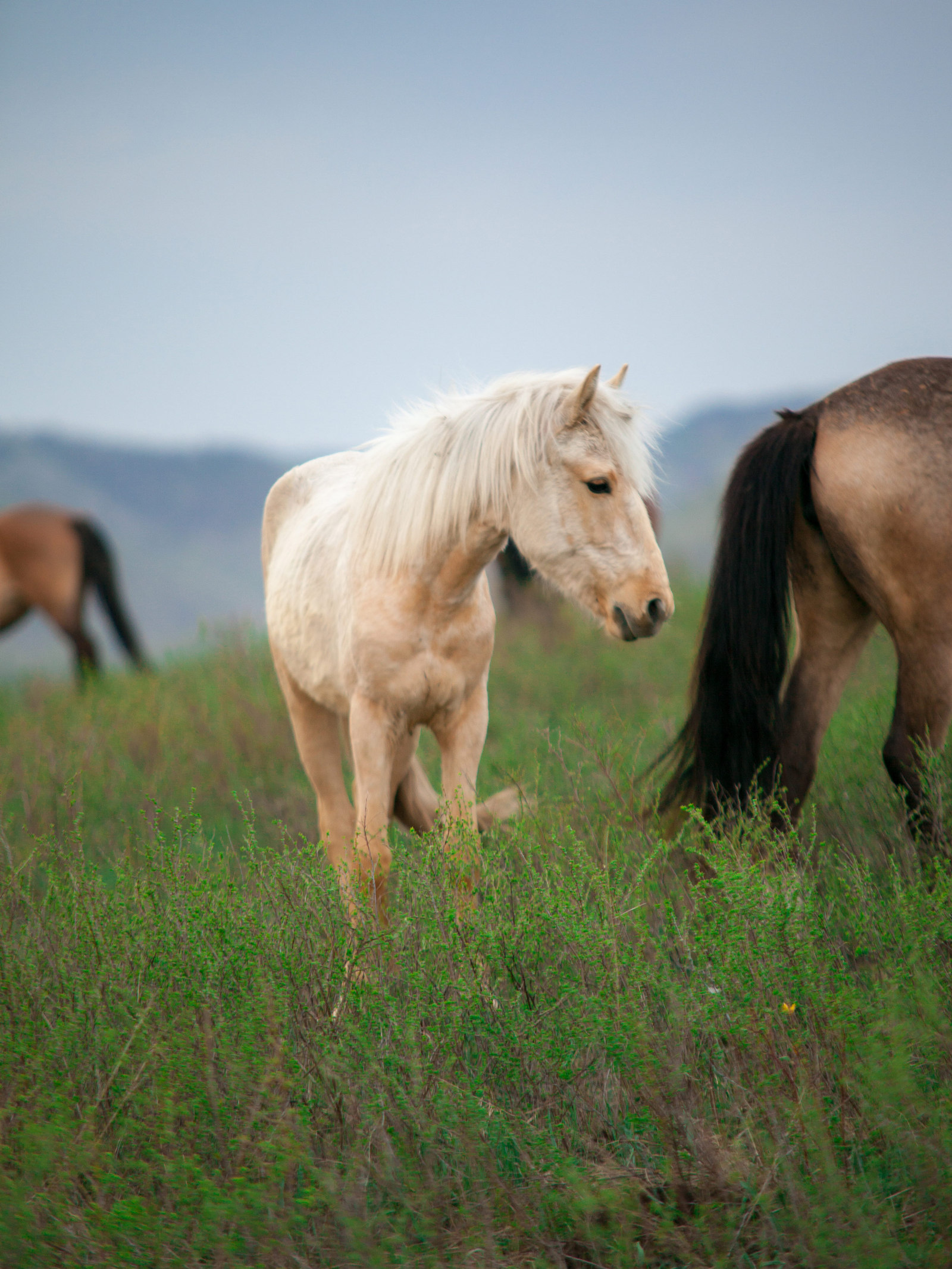 Muradymovskoe gorge, Bashkiria - My, The photo, Landscape, Russia, Nature, The nature of Russia, Horses, Animals, Bashkortostan, Longpost