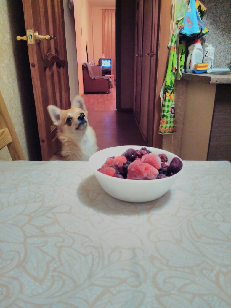 When you really want a berry! - My, Dog, Berries, Wish