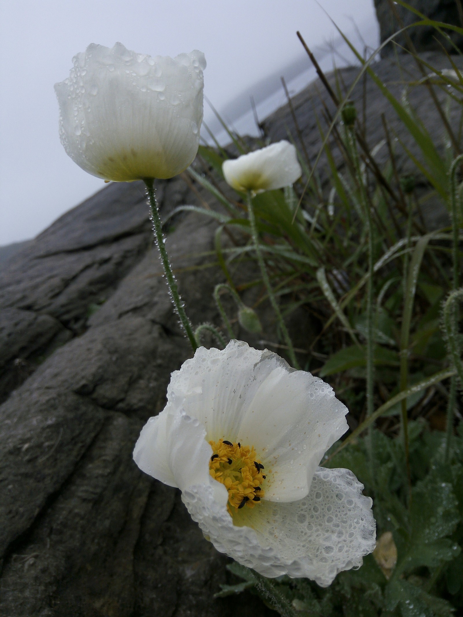 Stopped a moment - My, The photo, Macro photography, Cape Tobizina, Nature, Longpost