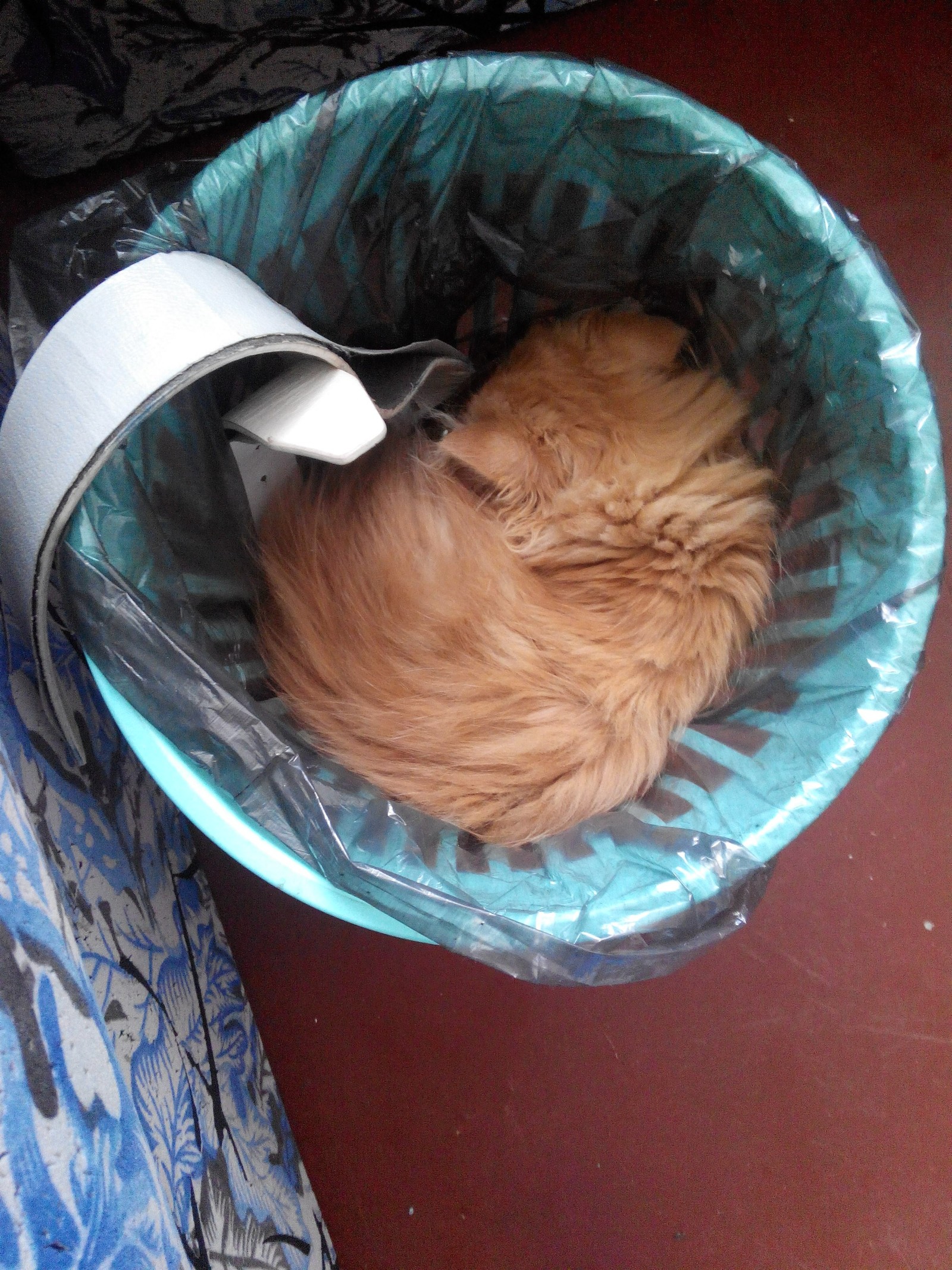 threw out the cat - My, cat, Persian cat, Trash can, Thrown out, Longpost, The photo