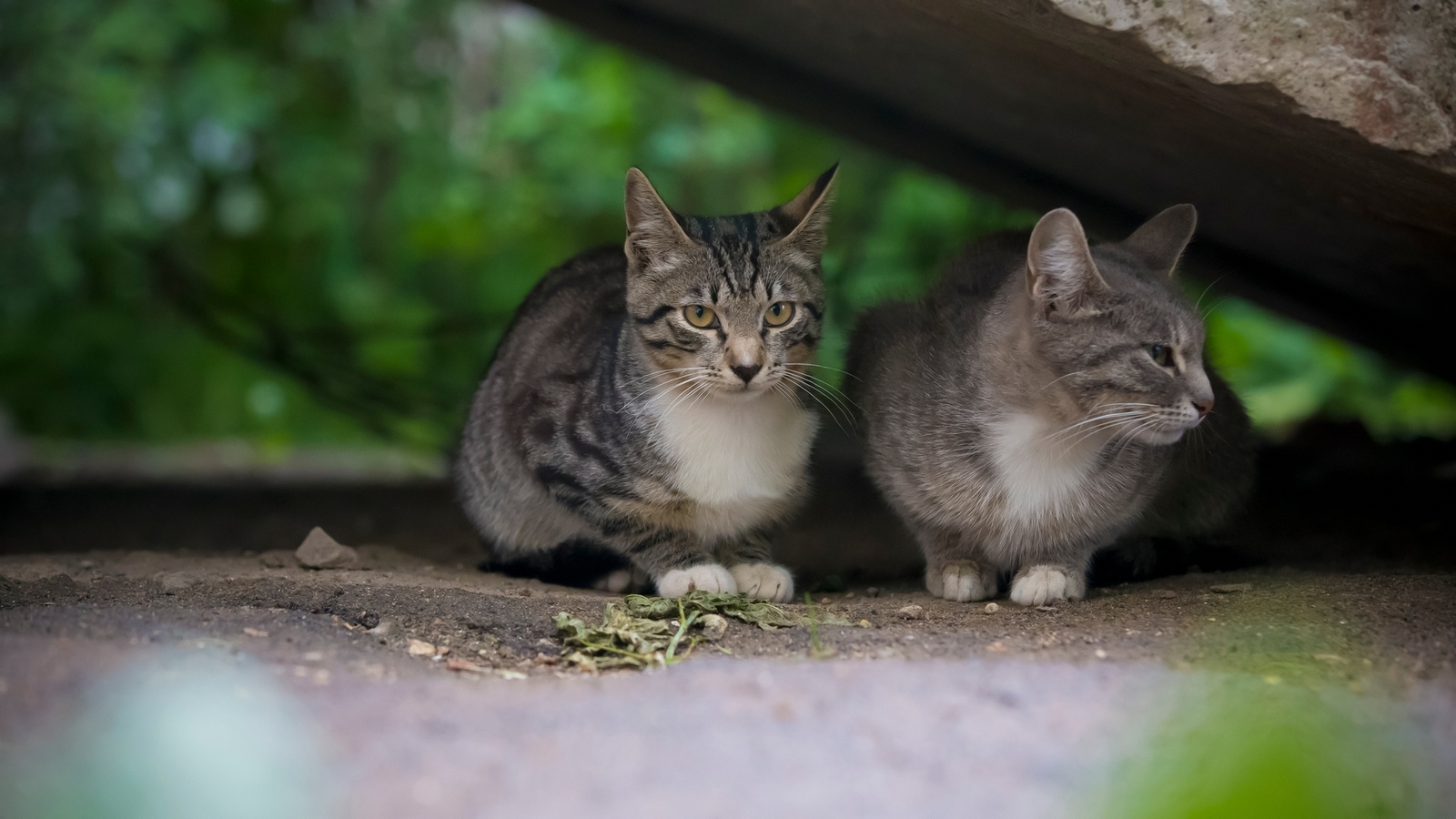 kitty post - My, Yard cats, The photo, Canon 6d, cat