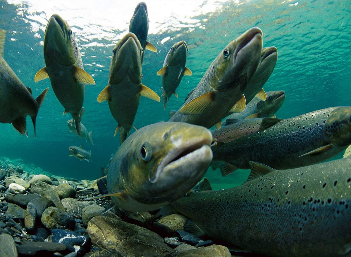 Salmon is the bravest fish in the world - Salmon, , A fish, Story, The science