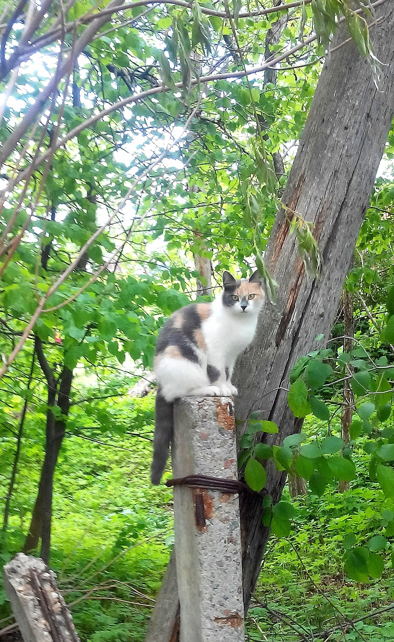 Turtle - My, The photo, cat, Nature, Longpost