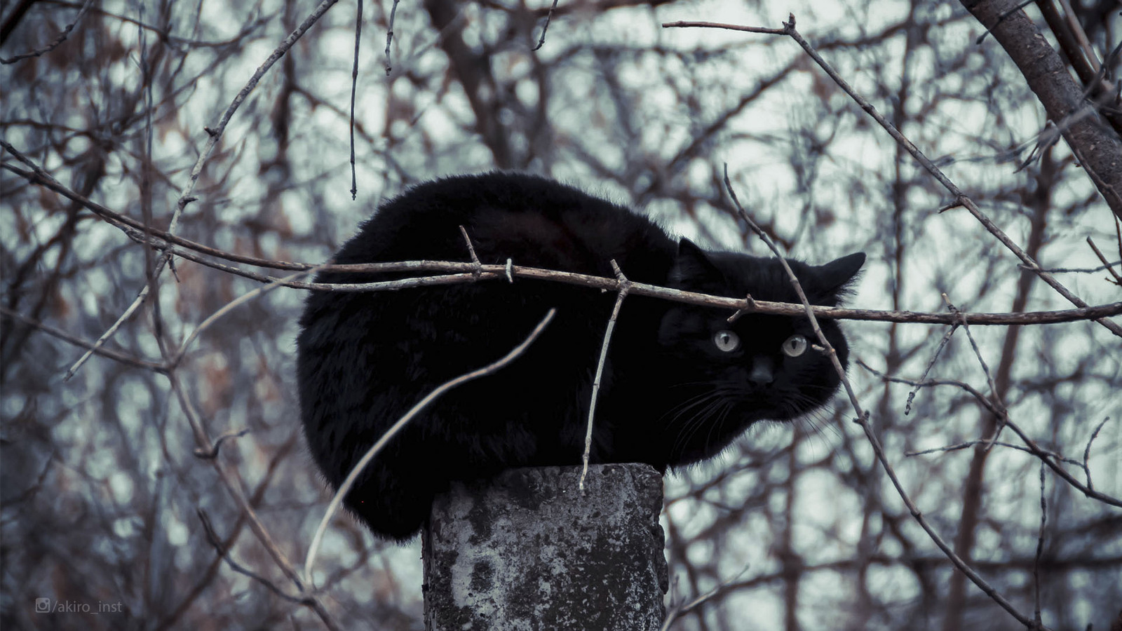 Кот-Бетмен | Пикабу