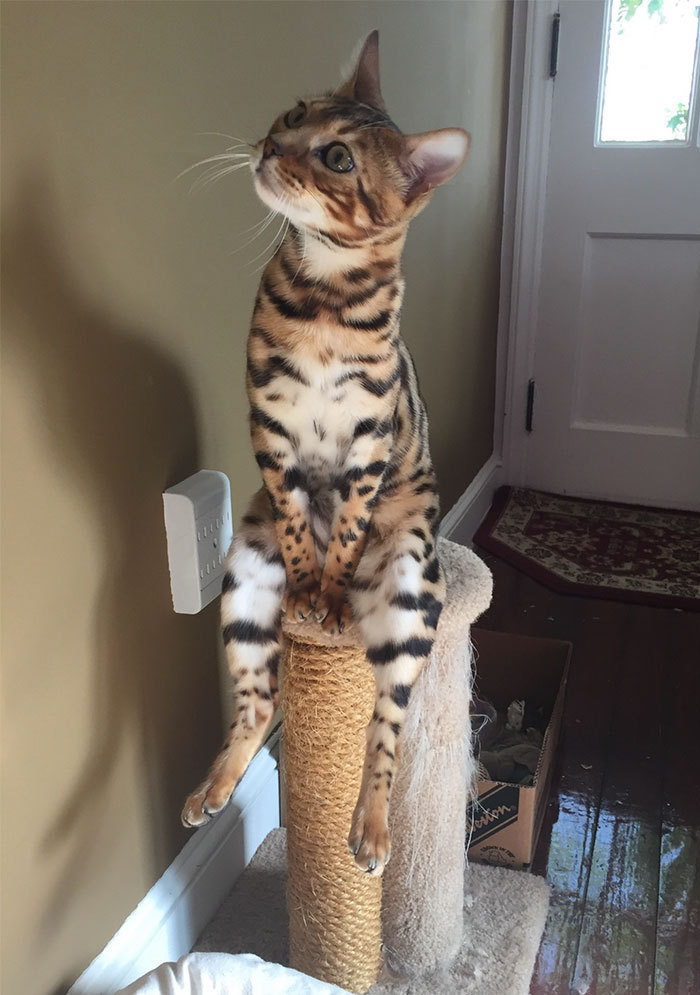 So... Well, I sat down... Well, I'm listening... - cat, Funny, Bengal cat