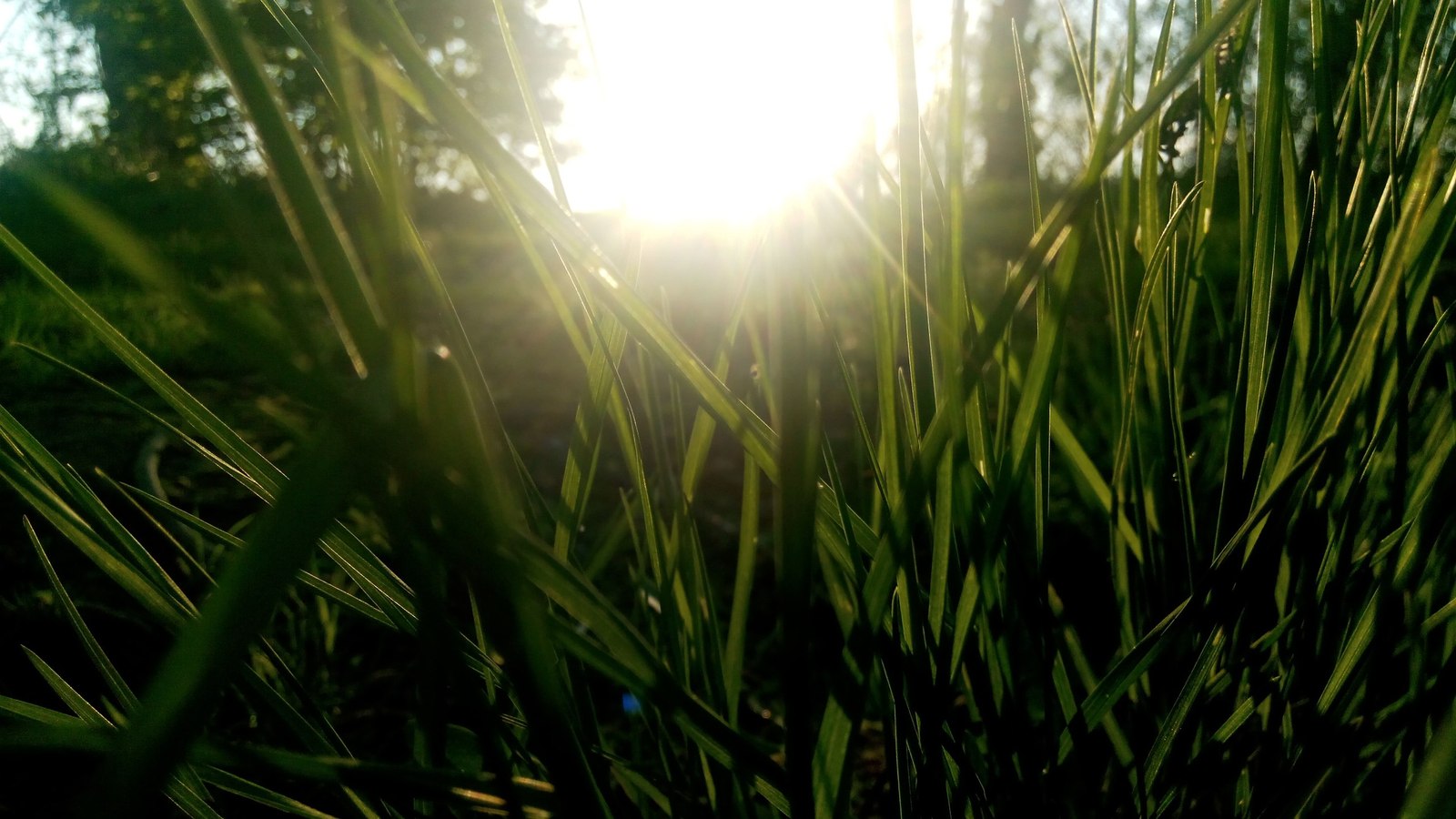 Hey - My, The sun, Grass, Longpost