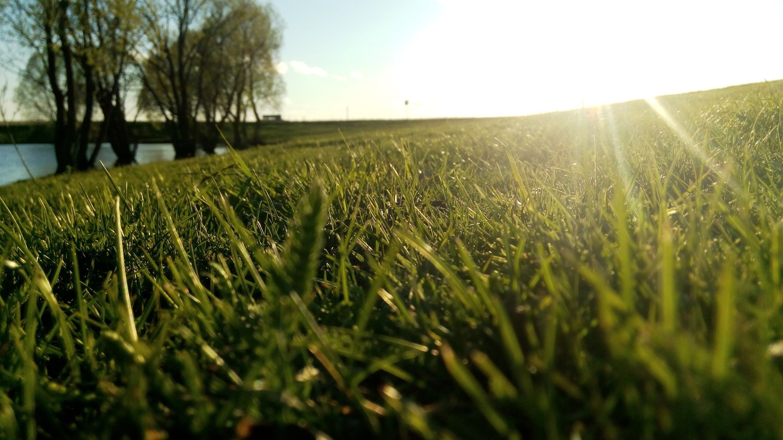 Hey - My, The sun, Grass, Longpost