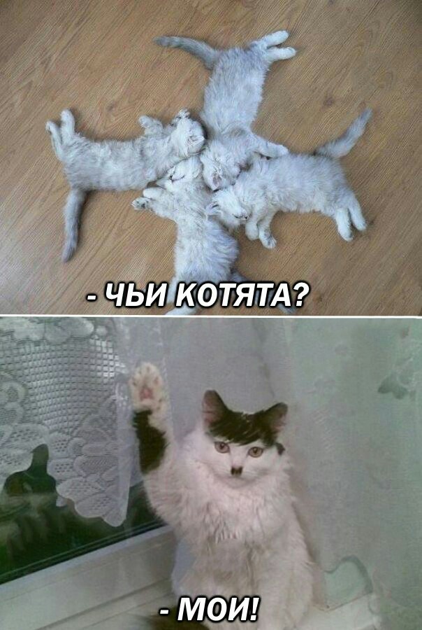 Whose Kittens? - cat, Swastika, Hitler's Cat