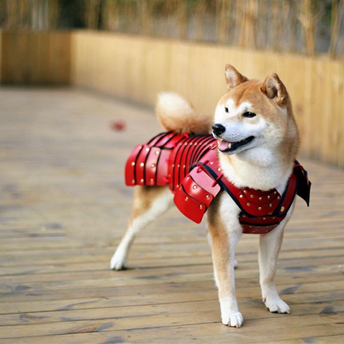 Samurai armor for cats and dogs - cat, Dog, Armor, Armor, Samurai, Longpost