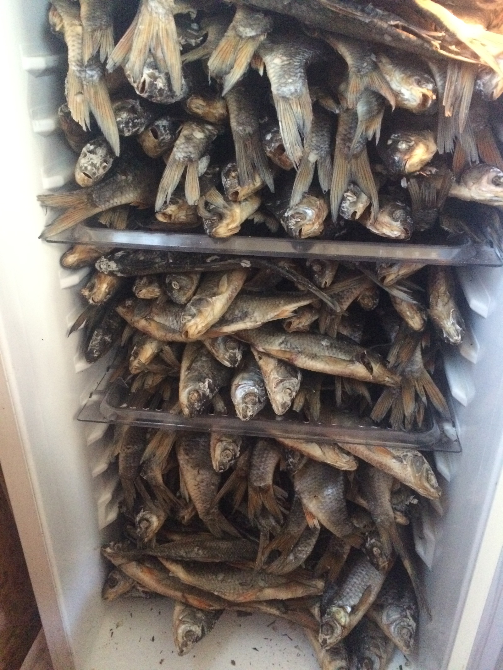 Refrigerator of a real man - My, Vobla, A fish, Male