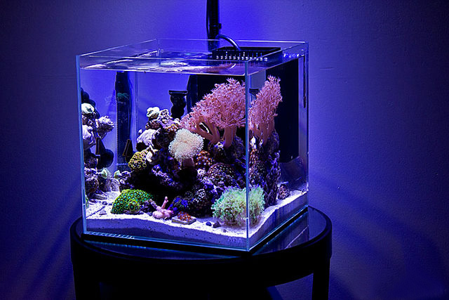 Launch of the marine nano-aquarium - My, Nanotechnology, Reef, Maritime, Aquarium, Longpost