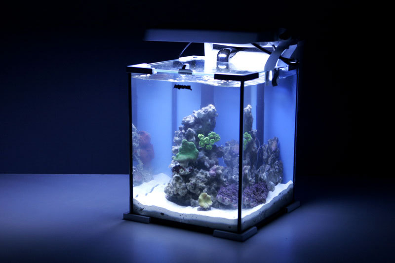 Launch of the marine nano-aquarium - My, Nanotechnology, Reef, Maritime, Aquarium, Longpost