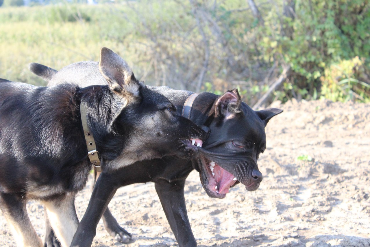 Oh, those women! - My, Dog, German Shepherd, Cane Corso, games, Friends, 