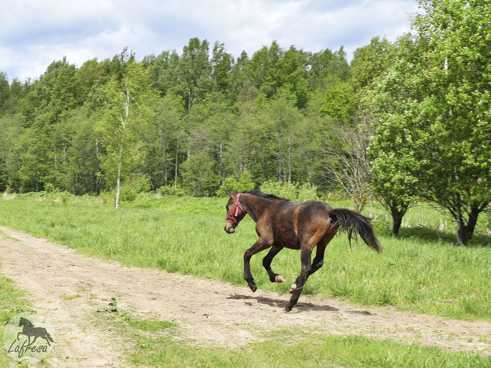 First achievement: 1 year old for my own horse! - My, Horses, Horses, Animals, Happiness, Nature, The photo, Longpost