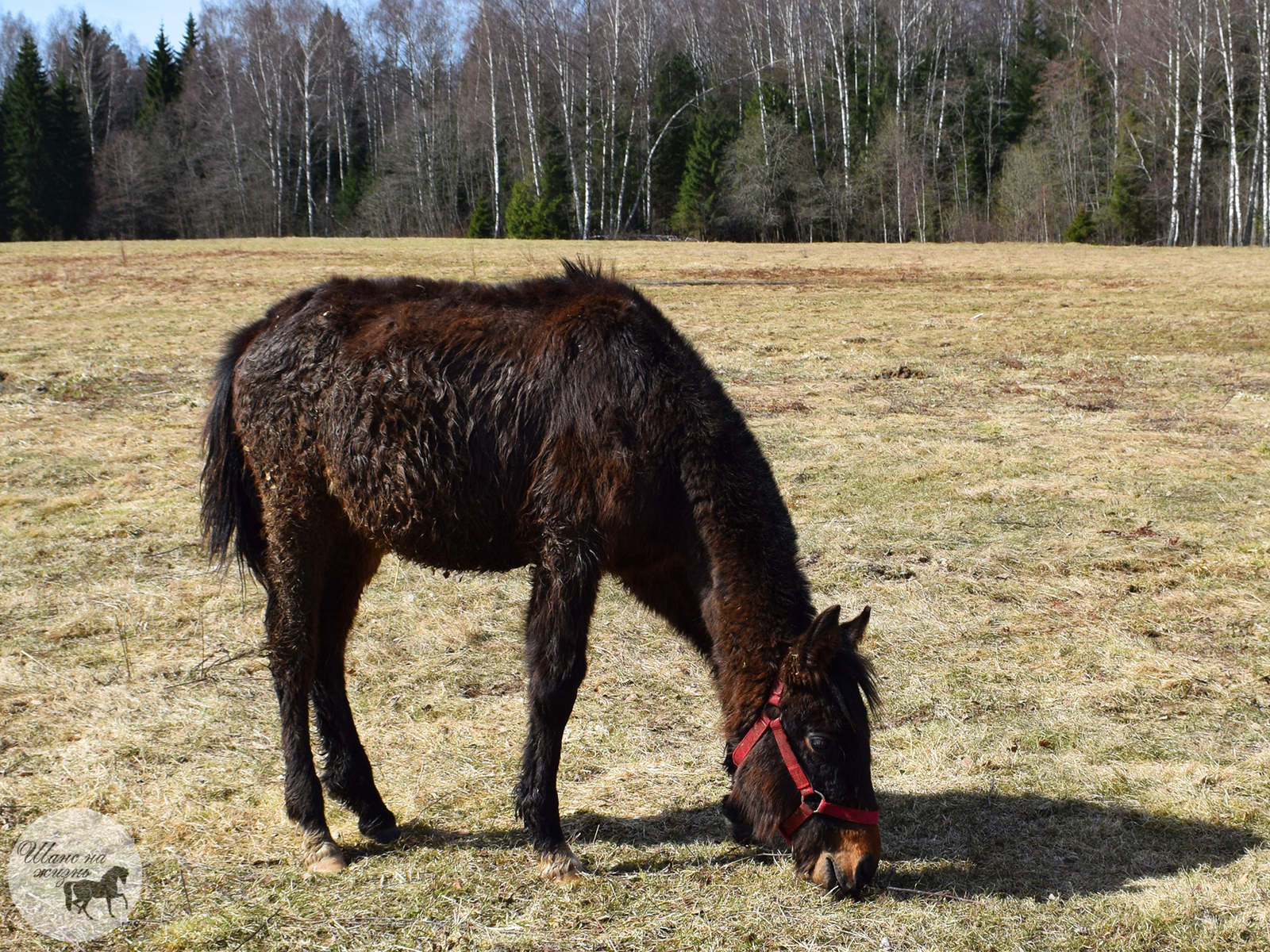 First achievement: 1 year old for my own horse! - My, Horses, Horses, Animals, Happiness, Nature, The photo, Longpost