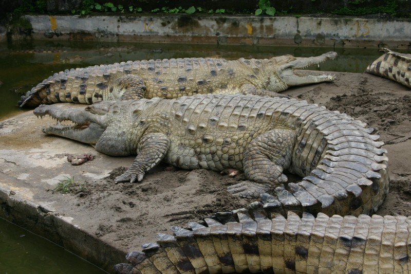 Crocodiles in person - My, Crocodile, The science, Evolution, Longpost, Reptiles, Crocodiles