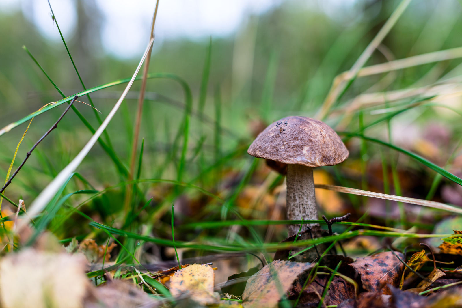 forest dwellers - My, Nature, The photo, Mushrooms, Nikon, Morning, Dew, Forest, Longpost