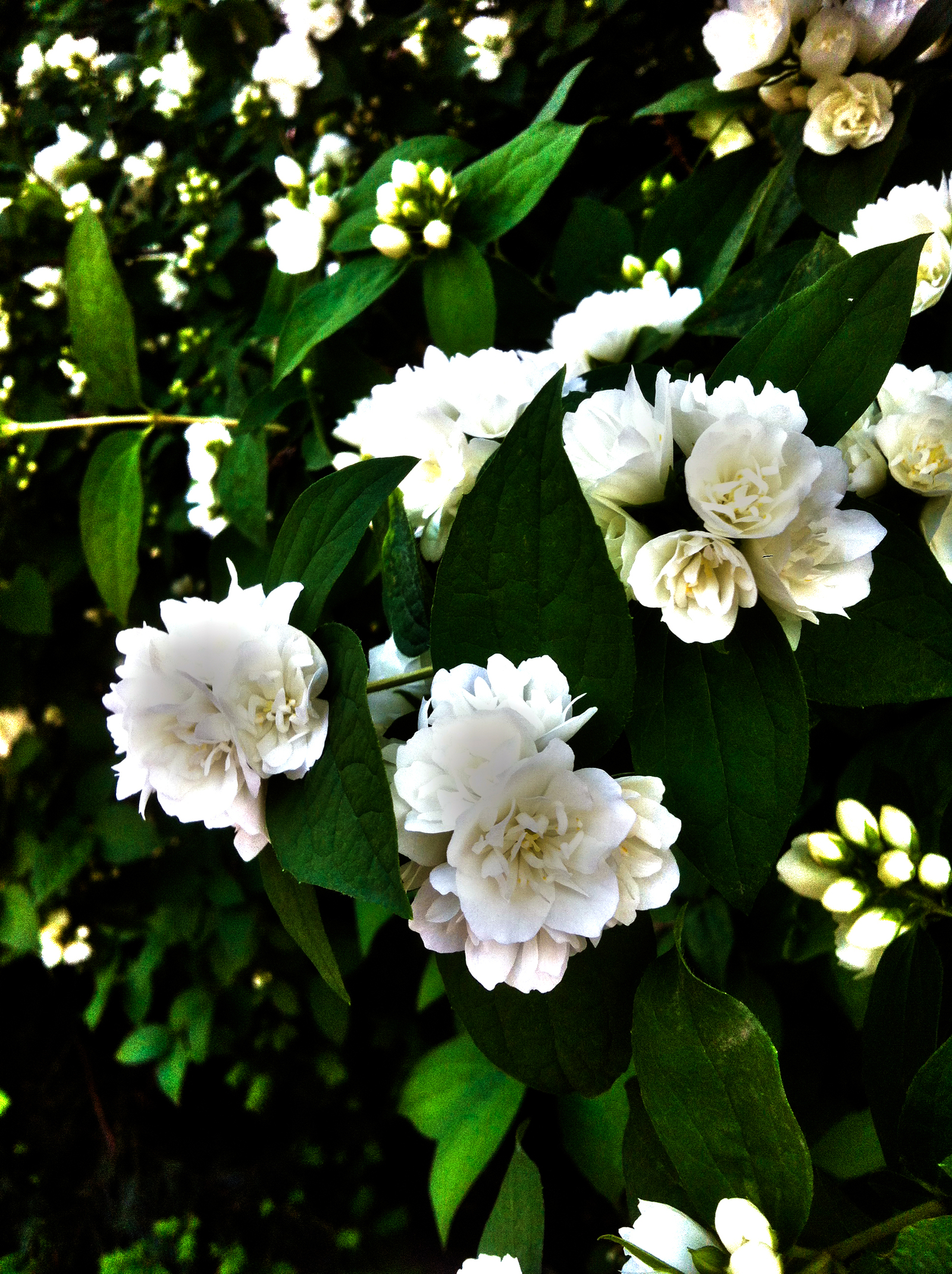 Jasmine - My, beauty, beauty of nature, Jasmine, Brightness, Flower, Flowers