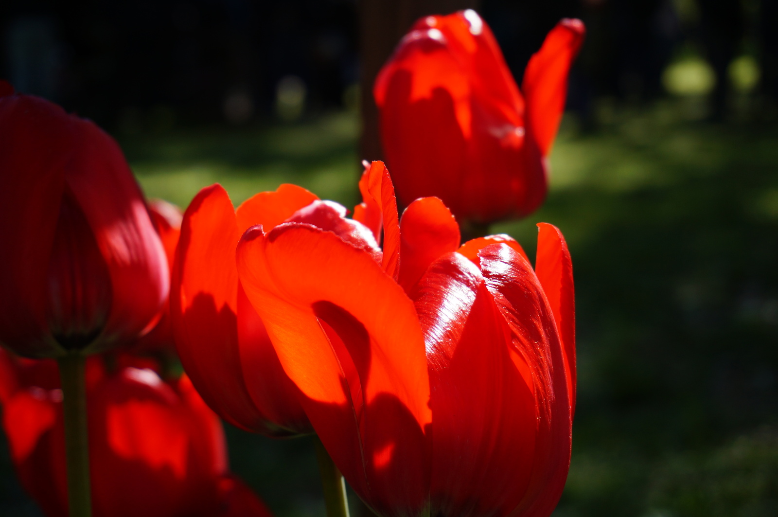 Tulips - My, Flowers, Tulips, The photo, Longpost