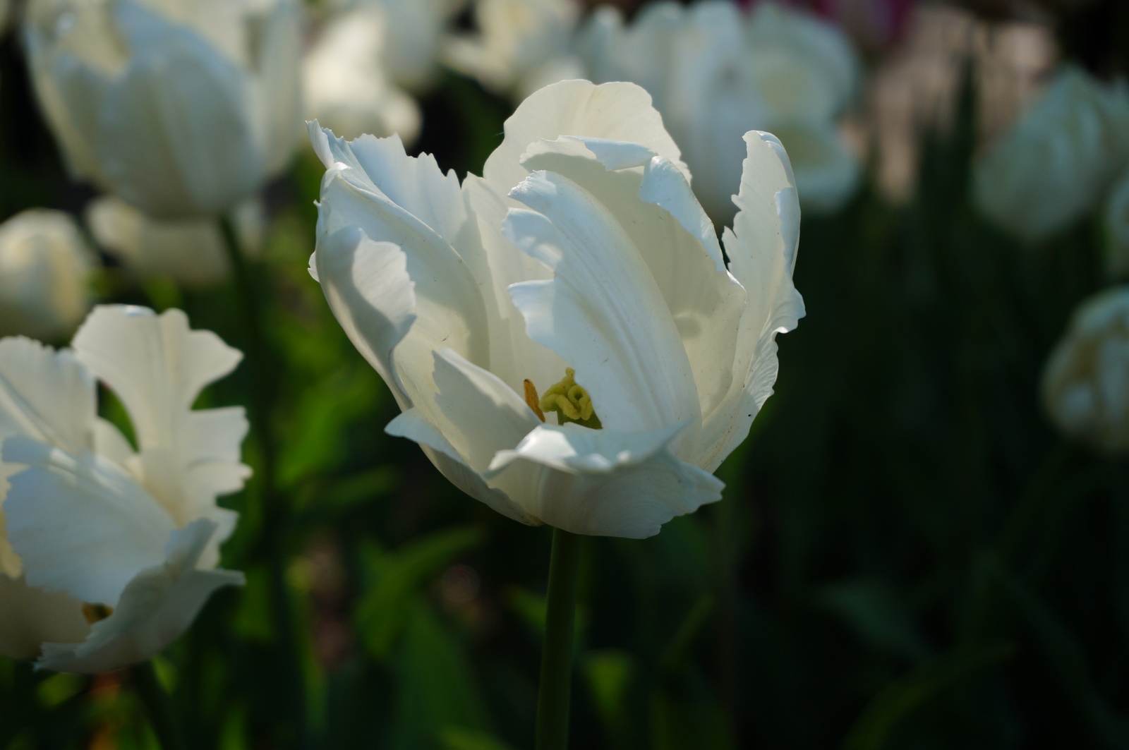 Tulips - My, Flowers, Tulips, The photo, Longpost