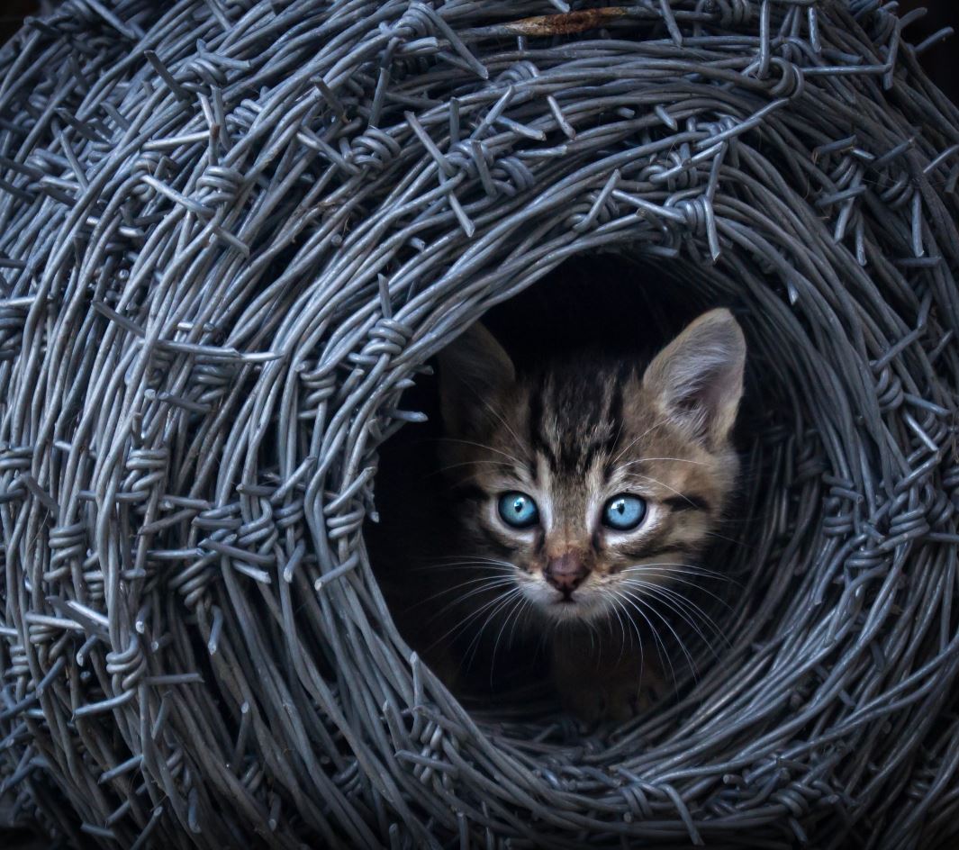 Chick)) - The photo, cat, Catomafia, Blue eyes, , Not mine