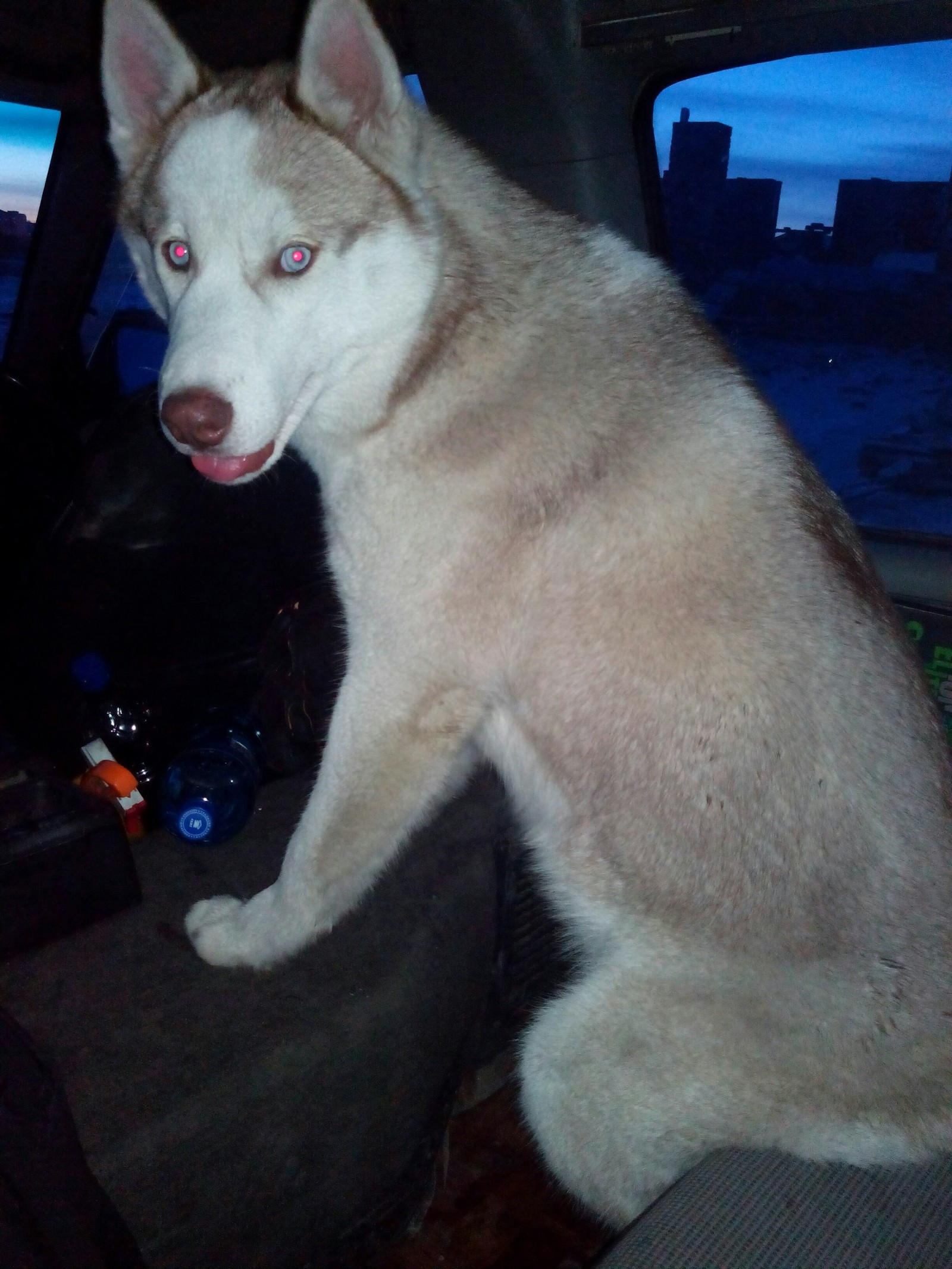 How does your dog drive in the car? - My, Husky, Car, Go