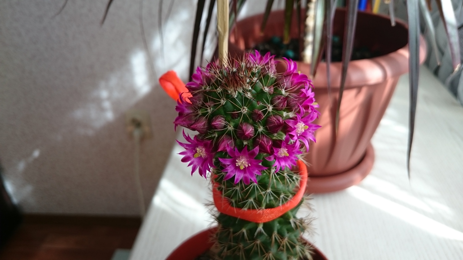 Just - My, Cactus, Bloom