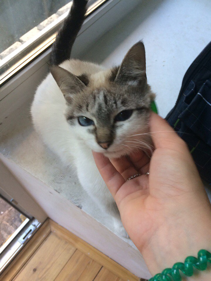 Looking for this wonderful kitty home and good owners - My, cat, , Good league, In good hands, Moscow, Longpost, I'll give it to good hands