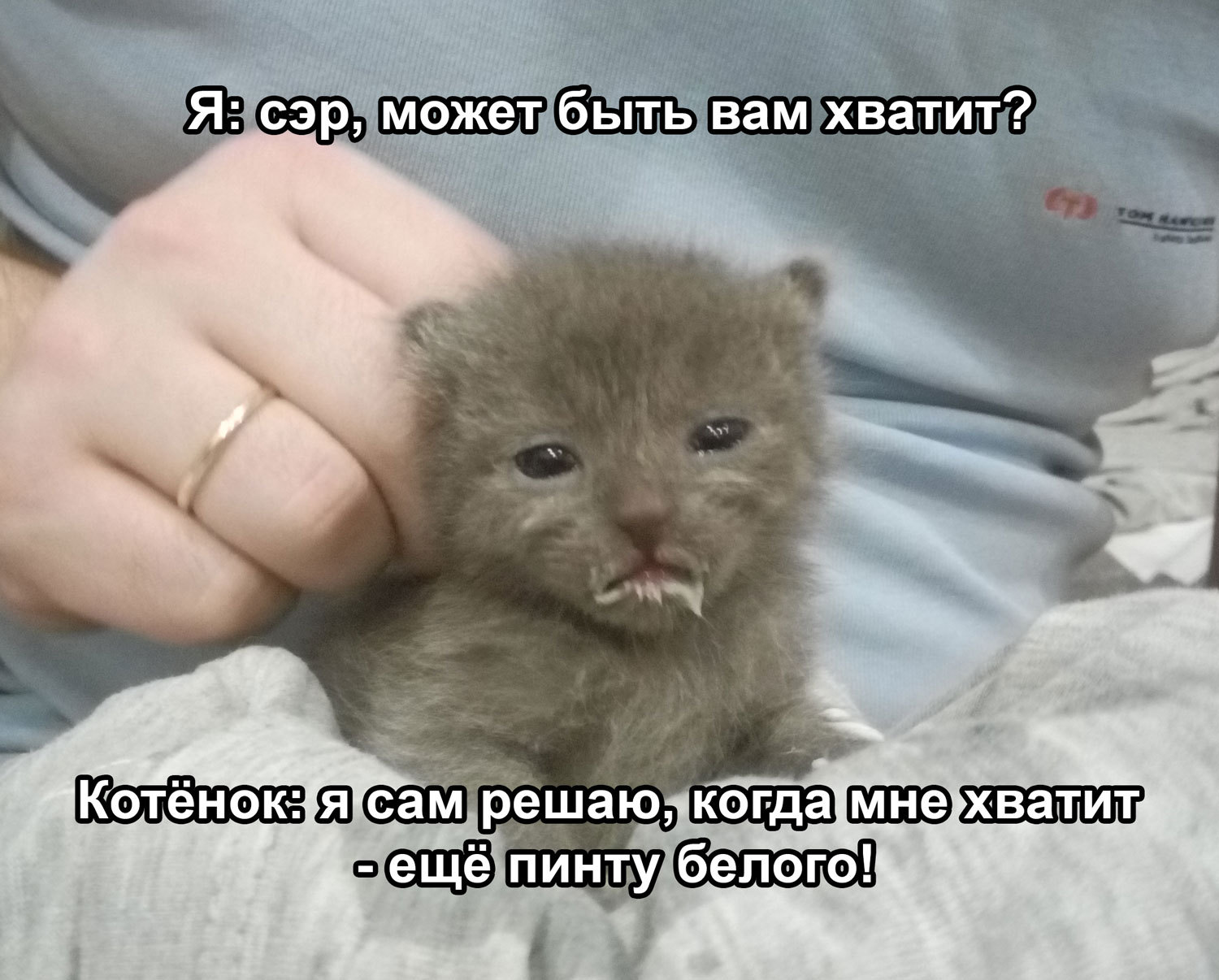 How I took delivery, and how a mother and children then squeezed out our living space. Part II - final? - My, Cats and kittens, Pregnancy, Catomafia, Story, Help, Saint Petersburg, In good hands, cat