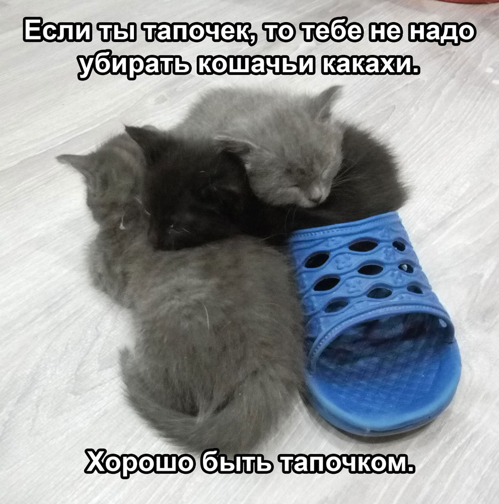 How I took delivery, and how a mother and children then squeezed out our living space. Part II - final? - My, Cats and kittens, Pregnancy, Catomafia, Story, Help, Saint Petersburg, In good hands, cat