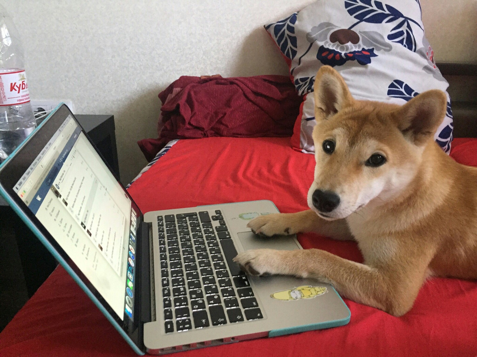 Сиб интернет. Сиба ину за компьютером. Собака интернет. Сибу ина за компьютером. Собаки с инета.