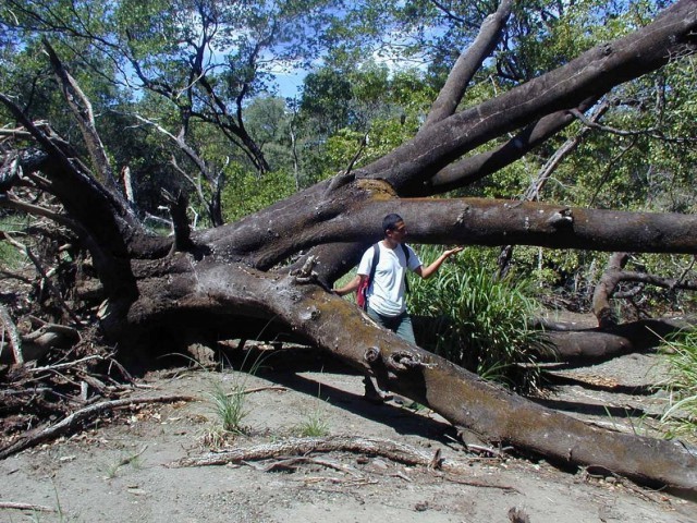 The most dangerous tree in the world - Livejournal, Mancinella tree, , , Poisoning, I, Fever, Blindness, Video, Longpost