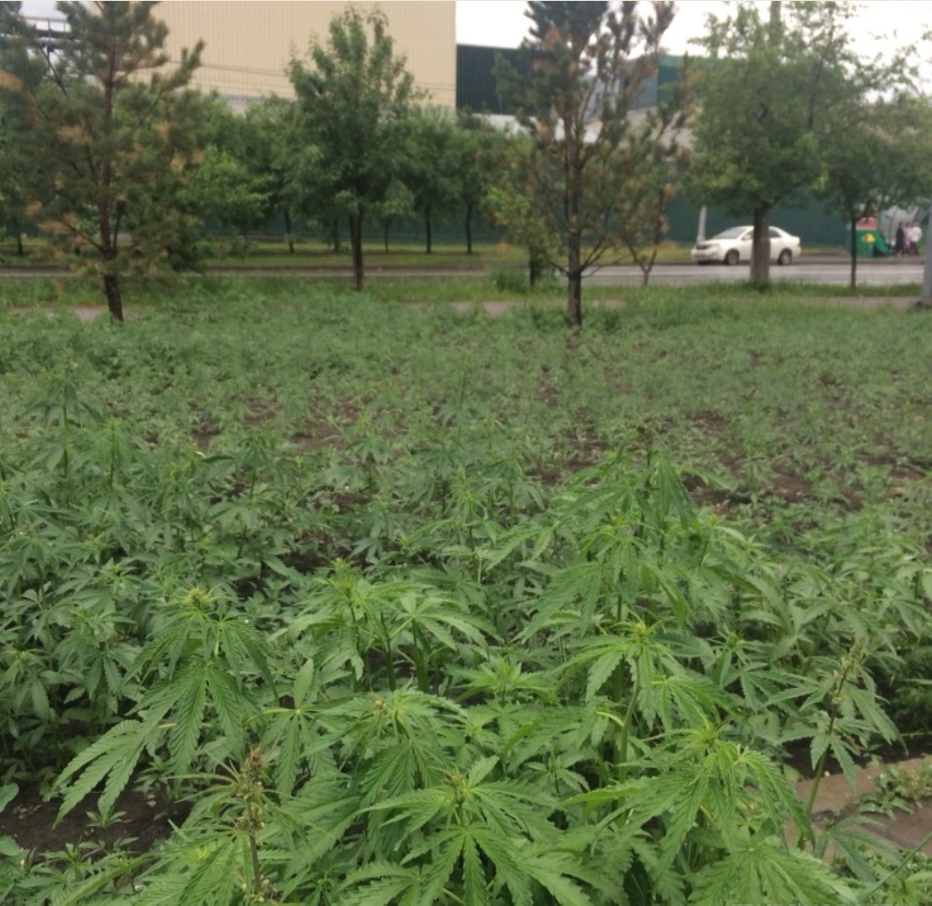 Such a festive park. - Plan, Hemp, Plantation, Square, Grass, Longpost