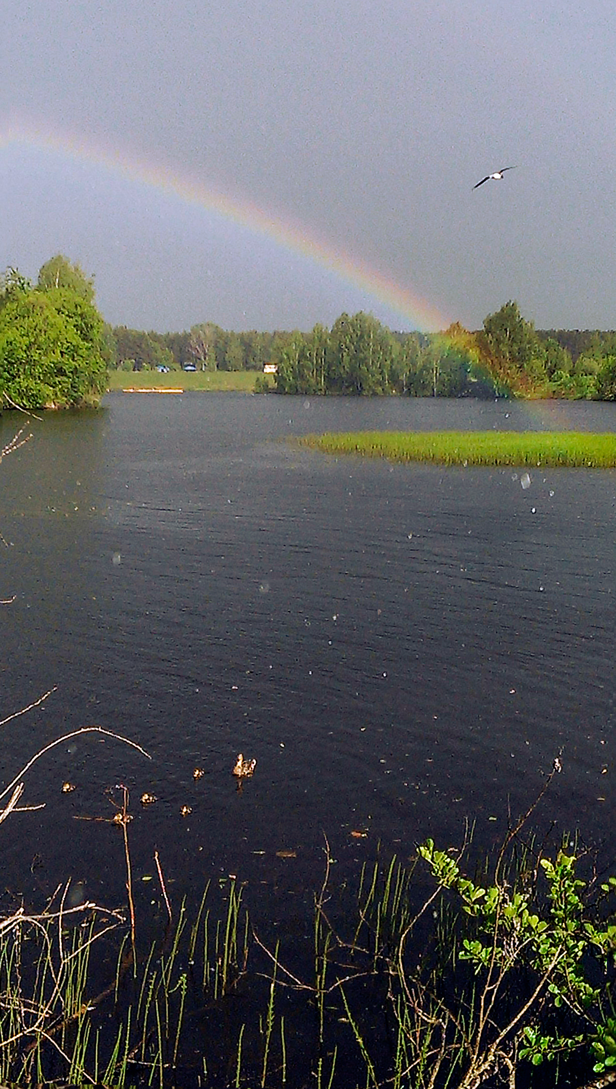 One good shot in the park. Nizhny Novgorod. - My, Nizhny Novgorod, Duck, Rainbow, Seagulls, Rain