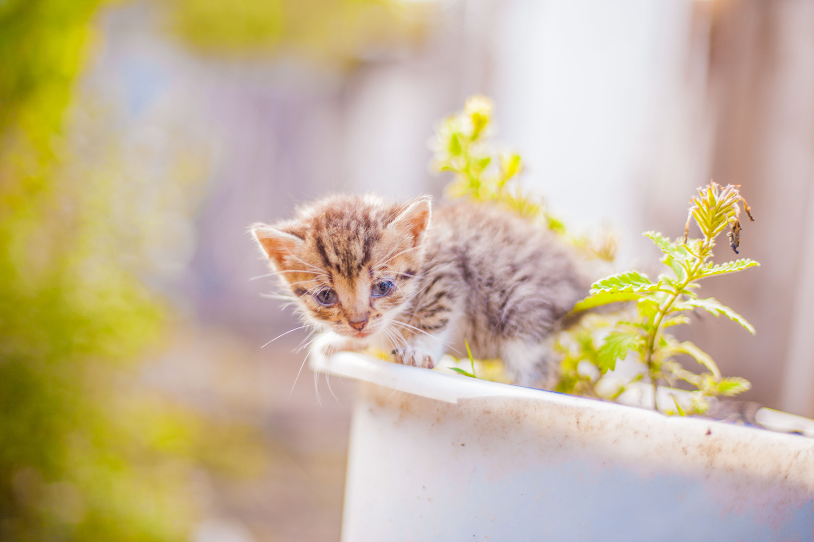 Belgorod kittens in good hands =3 - My, Belgorod, Belgorod region, In good hands, cat, The photo, , Longpost