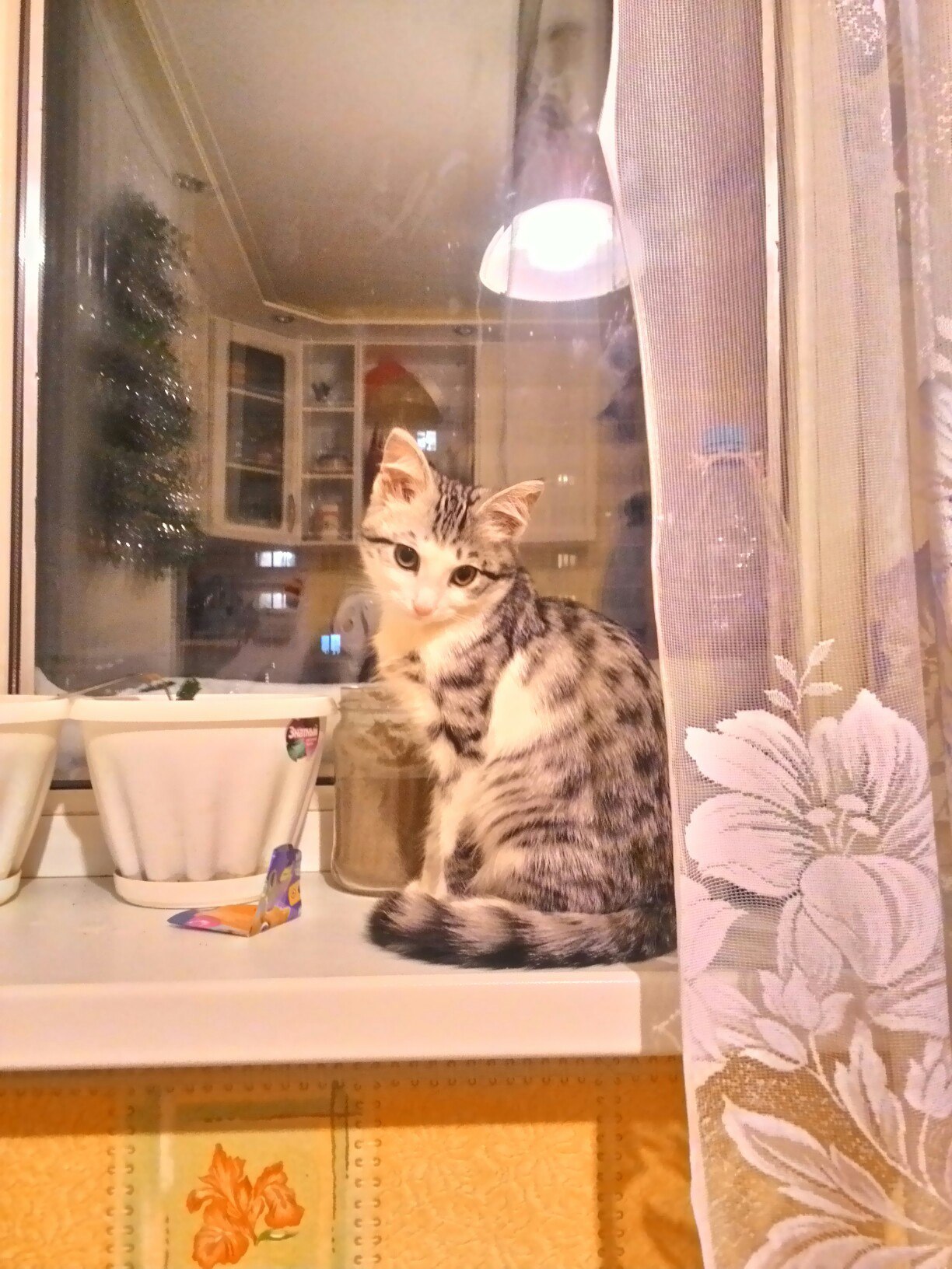 Here's my Matroskin - My, cat, bengal, Bengal cat, Longpost