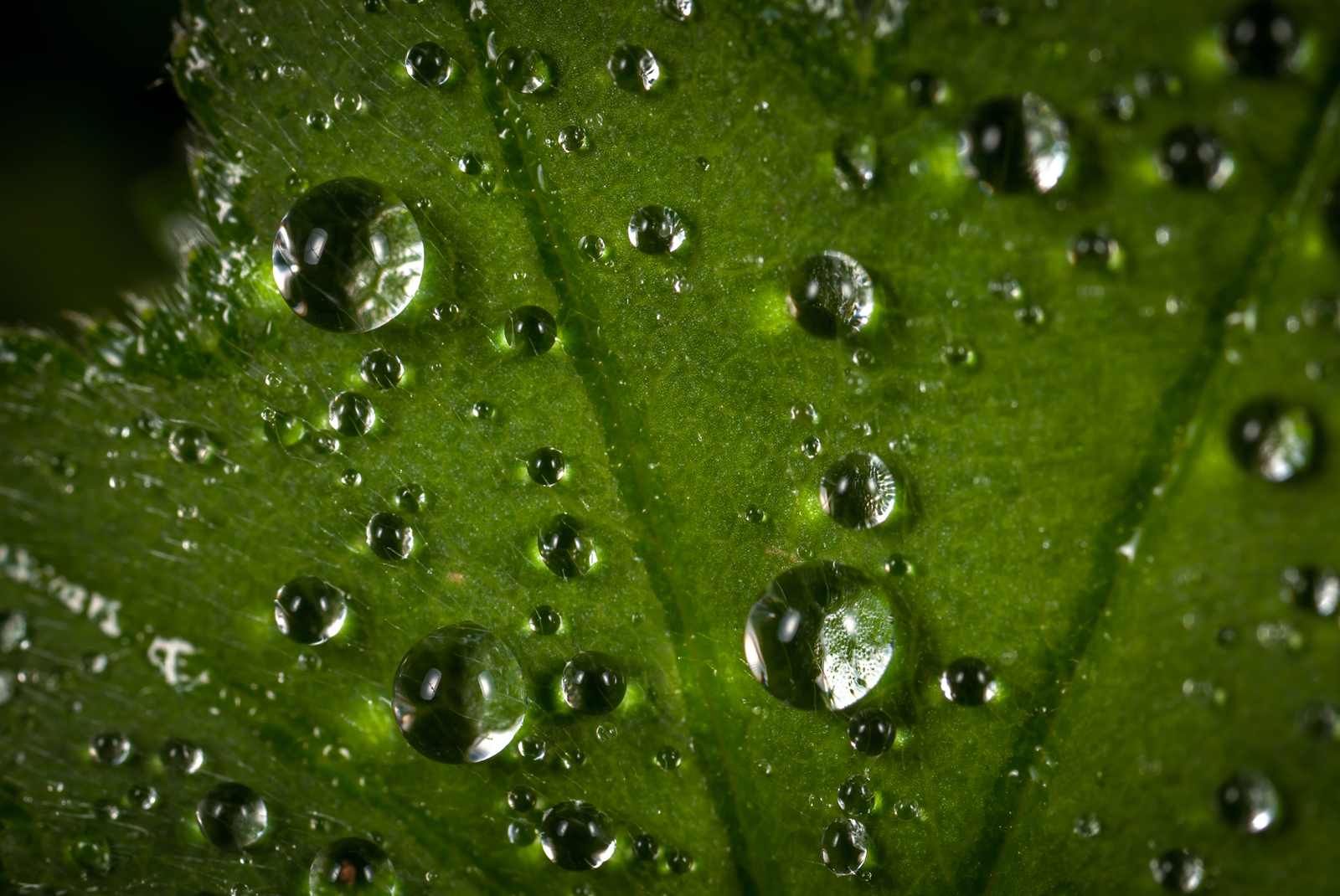 After the rain - My, Macro, Drops, Rain, Leaves, Grass, Macro photography