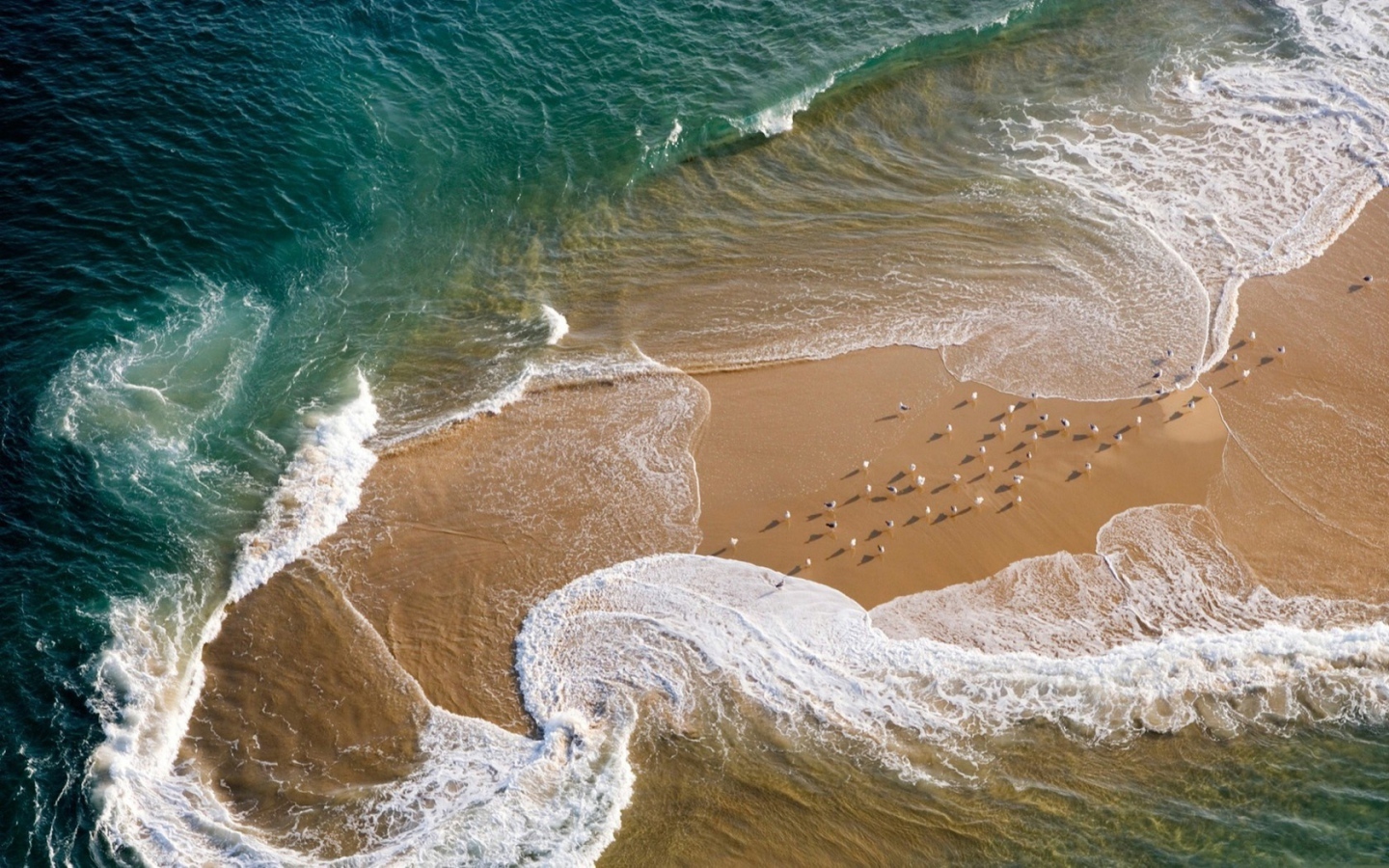 48 seagulls? - Australia, Sea, 